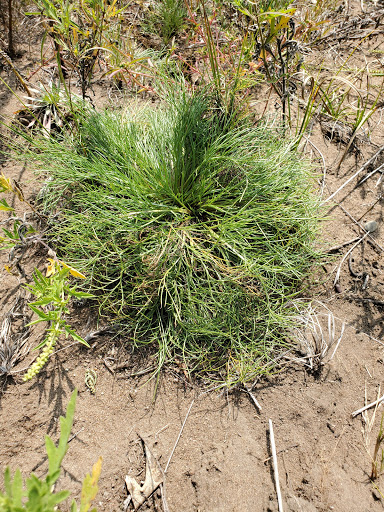 Nature Preserve «St. Croix Savanna Scientific and Natural Area (SNA)», reviews and photos, Osprey Blvd, Bayport, MN 55003, USA