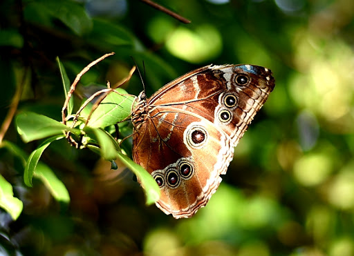 Tourist Attraction «Butterfly World», reviews and photos, 3600 W Sample Rd, Coconut Creek, FL 33073, USA