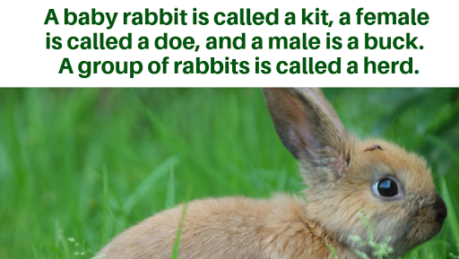 Pet Supply Store «Farmside Supplies Inc», reviews and photos, 15 Loomis Ave, Sussex, NJ 07461, USA