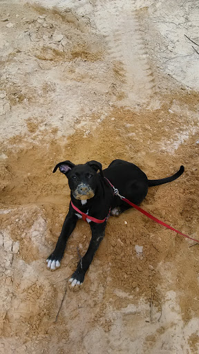 National Forest «Ocala National Forest», reviews and photos, 40929 FL-19, Umatilla, FL 32784, USA