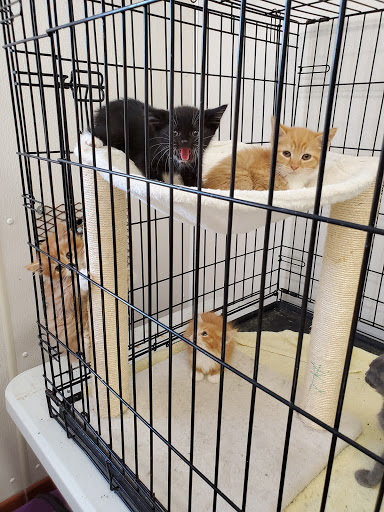 Charles City Animal Shelter