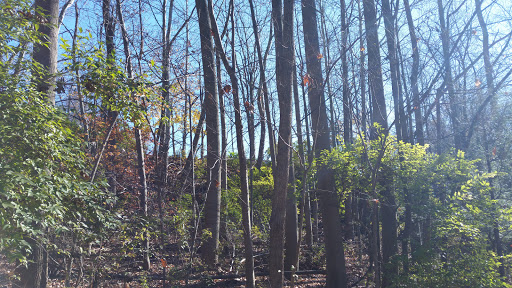 Car Repair and Maintenance «Rex Carle Automotive - Bosch Car Service», reviews and photos, 291 Norwood Rd, Downingtown, PA 19335, USA