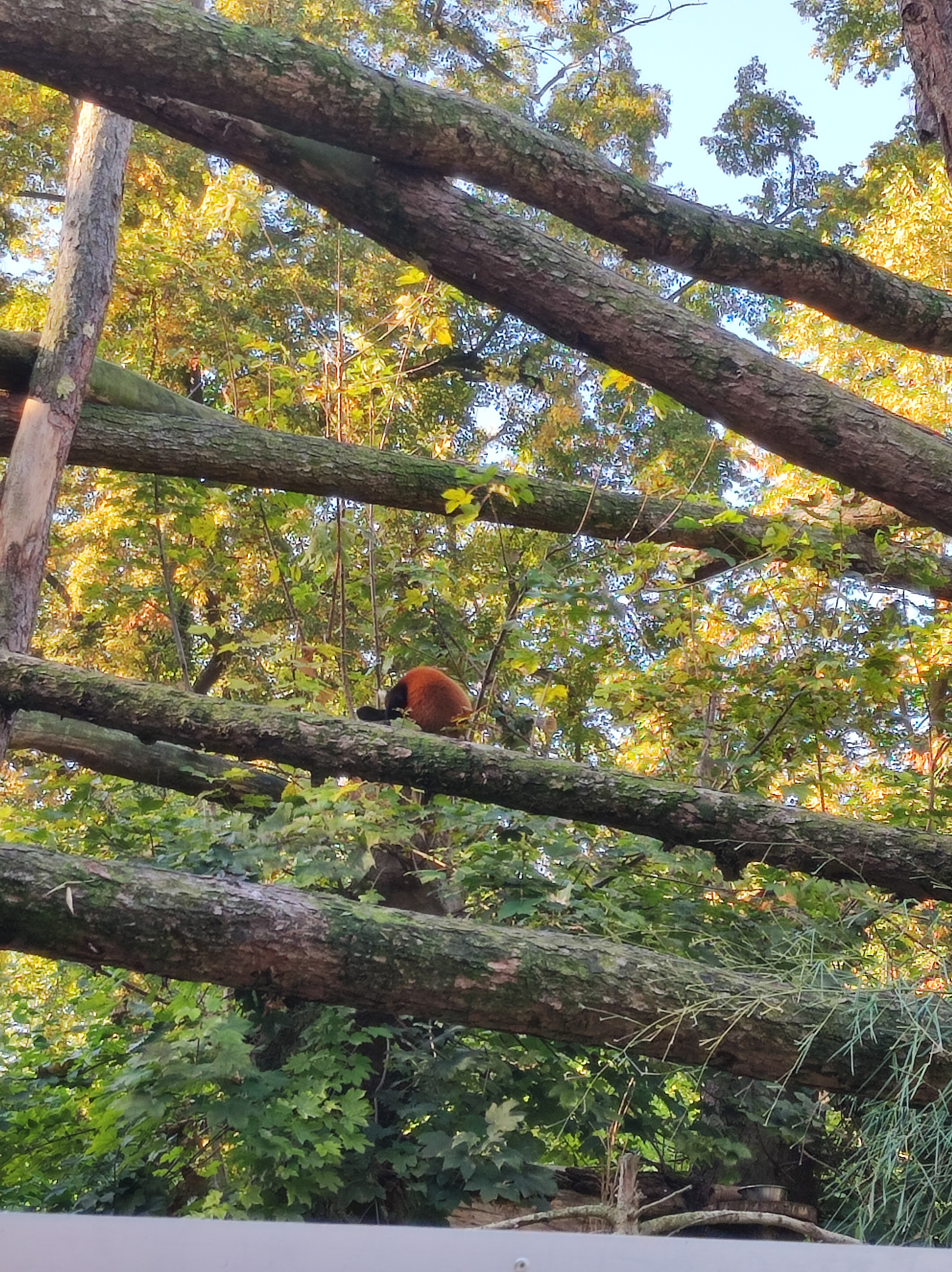 Photo n° 5 de l'avis de Barcelonesa974. fait le 18/01/2024 à 06:36