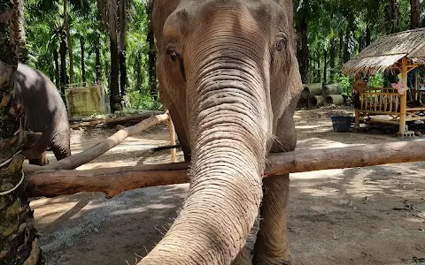 Krabi Elephant Shelter image