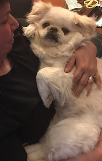 Parwin's Dog Walking and Pet Sitting Service LLC - Photo 9 - Car repair in , Queens