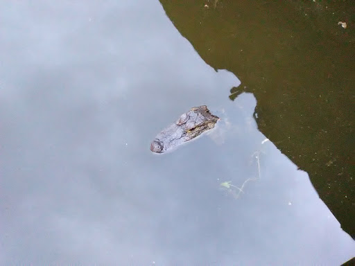 Bar «Caribbean Bay Nightclub», reviews and photos, 1004 Lake Howard Dr SW, Winter Haven, FL 33880, USA