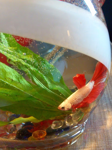 Pet Supply Store «Petco Animal Supplies», reviews and photos, 200 Triangle Shopping Center #230, Longview, WA 98632, USA