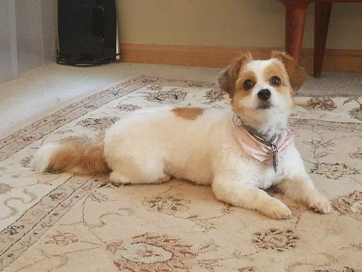 Pet Supply Store «Pet Supplies Plus», reviews and photos, 175 Memorial Ave, West Springfield, MA 01089, USA