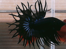 Rattapon PT Bettas Farm