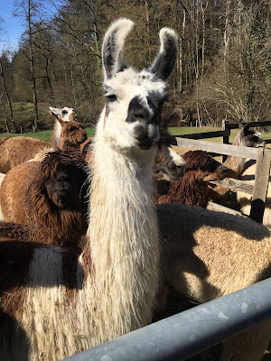 Les Lamas et alpagas de Lafayette à Chambost-Longessaigne