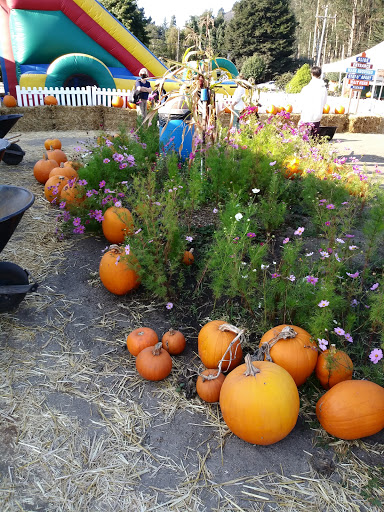 Garden Center «Repetto Florist and Nursery», reviews and photos, 12331 San Mateo Rd, Half Moon Bay, CA 94019, USA