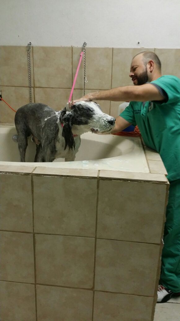 Veterinaria Y Estetica Canina SHOWER PET