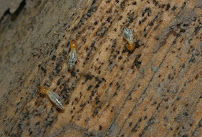 Old Towne Termite and Pest Control - Photo 9 - Car repair in , Anaheim