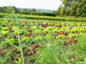 Salat.ch - Böhler Gemüse