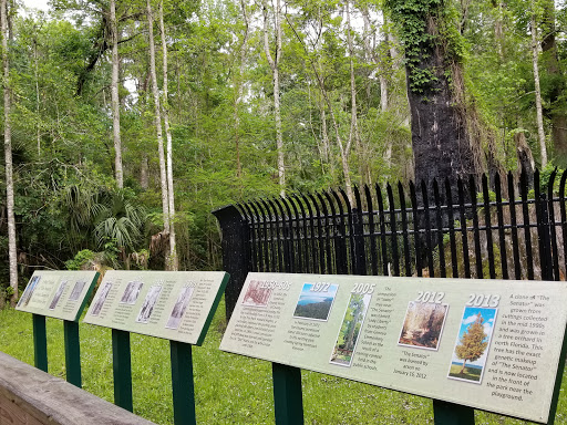 Park «Big Tree Park», reviews and photos, 761 General Hutchison Pkwy, Longwood, FL 32750, USA