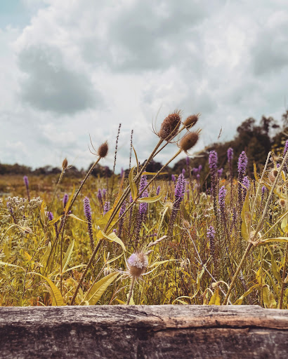 Nature Preserve «W w Knight Nature Preserve», reviews and photos, 29530 White Rd, Perrysburg, OH 43551, USA