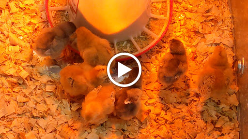 Home Improvement Store «Tractor Supply Co.», reviews and photos, 862 NJ-45, Pilesgrove, NJ 08098, USA