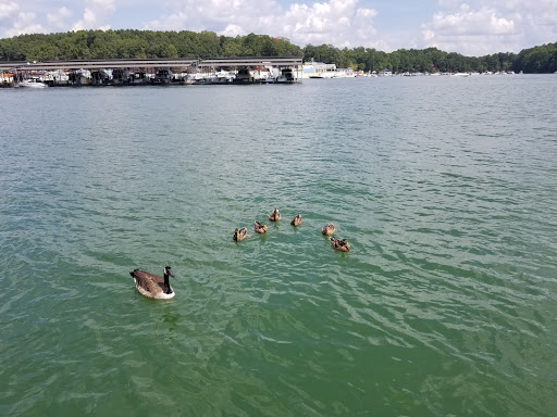 Theme Park «LanierWorld», reviews and photos, 7000 Lanier Islands Pkwy, Buford, GA 30518, USA