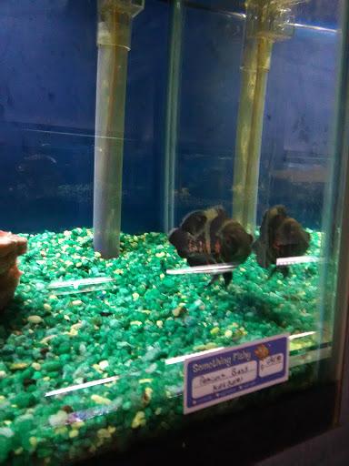 Tropical Fish Store «Something Fishy», reviews and photos, 954 S Wayne Rd, Westland, MI 48186, USA
