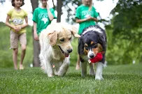 DogWatch Hidden Fences of Cleveland - Car repair in Chagrin Falls, OH, Cleveland - Rated 5.0/5