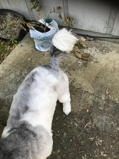 Pet Supply Store «Petco Animal Supplies», reviews and photos, 8164 Mall Pkwy, Lithonia, GA 30038, USA