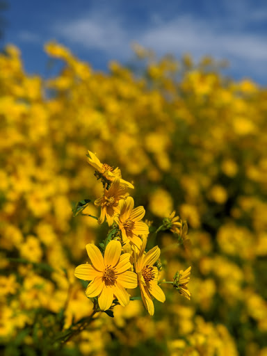 Public Golf Course «Mercer Oaks Golf Course», reviews and photos, 725 Village Rd W, West Windsor Township, NJ 08550, USA