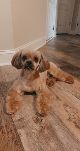 Pet Supply Store «PetSmart», reviews and photos, 1810 Cumming Hwy, Canton, GA 30114, USA