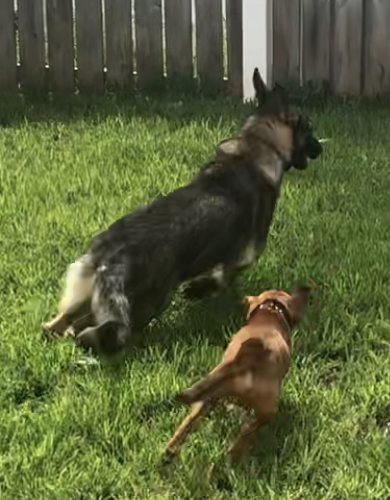 Pet Boarding Service «Howliday Inn Suites & Treats Pet Resort», reviews and photos, 1 Davis Ct, Hurricane, WV 25526, USA