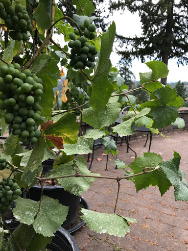 Winery «Noble Estate Vineyard and Winery», reviews and photos, 29210 Gimpl Hill Rd, Eugene, OR 97402, USA