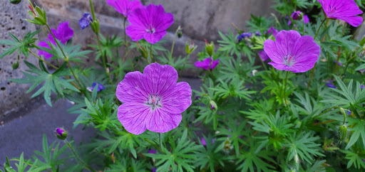 Museum «Shelton-McMurphey-Johnson House», reviews and photos, 303 Willamette St, Eugene, OR 97401, USA