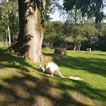 Photo n° 3 de l'avis de Christine.e fait le 12/08/2023 à 14:06 pour Parc animalier et botanique & Parcabout de Branféré à Le Guerno