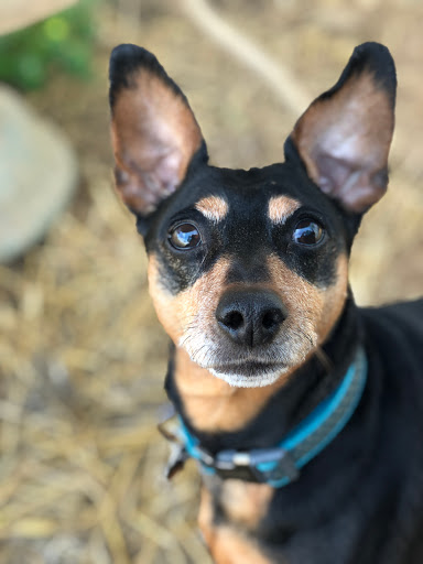 Pet Boarding Service «Howliday Inn Suites & Treats Pet Resort», reviews and photos, 1 Davis Ct, Hurricane, WV 25526, USA