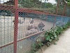 Hoolock Gibbon (উল্লুক) Logo, Dhaka, Bangladesh, Zoo