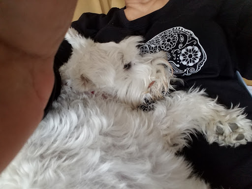 Pet Supply Store «PetSmart», reviews and photos, 4500 Mitchellville Rd, Bowie, MD 20716, USA