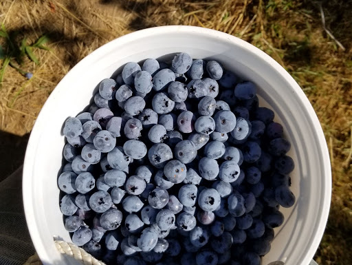Produce Market «Klock Blueberry Farm», reviews and photos, 931 NE Salzman Rd, Corbett, OR 97019, USA