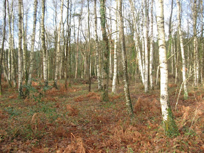 Sève de la Maussonnière à Cérans-Foulletourte