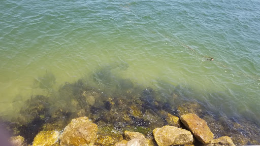 Tourist Attraction «Rockport Pier», reviews and photos, 1298 E Market St, Rockport, TX 78382, USA