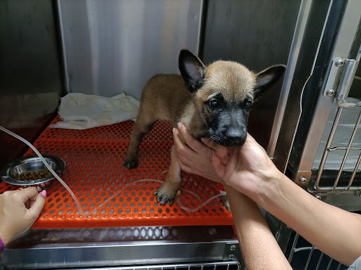 Footprints Centro Veterinario en Torrijos