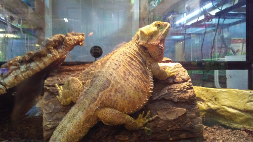 Pet Store «Just Pets», reviews and photos, 393 NY-5, Irving, NY 14081, USA