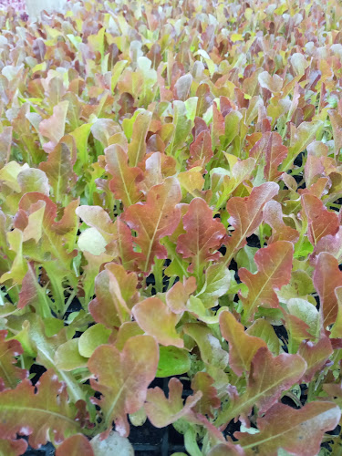 Vivero Hortícola Susan Rosado - Las Piedras