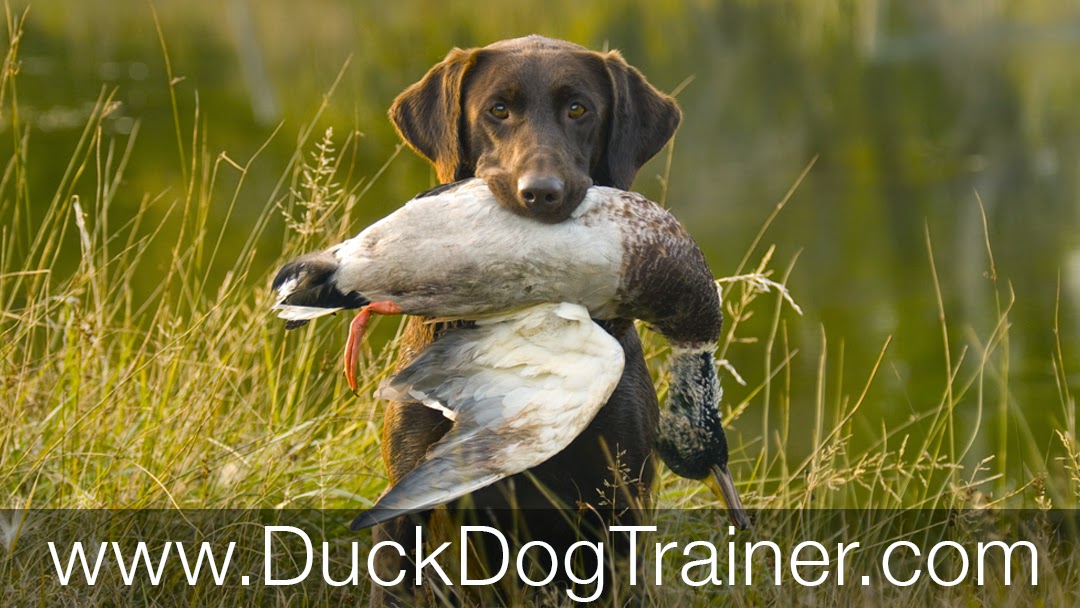 Duck Dog Trainer