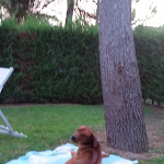 Photo n°4 de l'avis de Günter.r fait le 12/08/2018 à 13:00 sur le  Albarella Golf Hotel à Rosolina