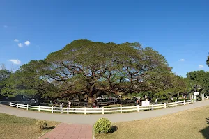 Giant Raintree (Monkey Pod Tree) image