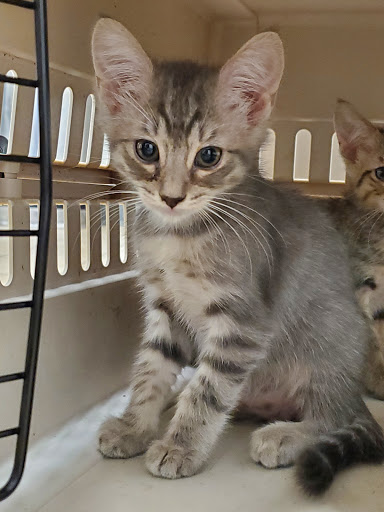 Pet Supply Store «Unleashed by Petco», reviews and photos, 600 Redondo Ave, Long Beach, CA 90814, USA