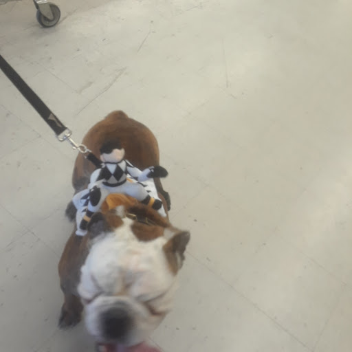 Pet Supply Store «Pets Plus», reviews and photos, 17440 Crenshaw Blvd, Torrance, CA 90504, USA