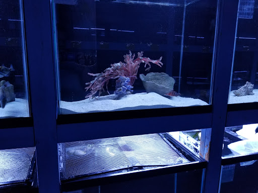 Aquarium Shop «Sea Creature Aquarium», reviews and photos, 1455 Mineral Spring Ave, North Providence, RI 02904, USA