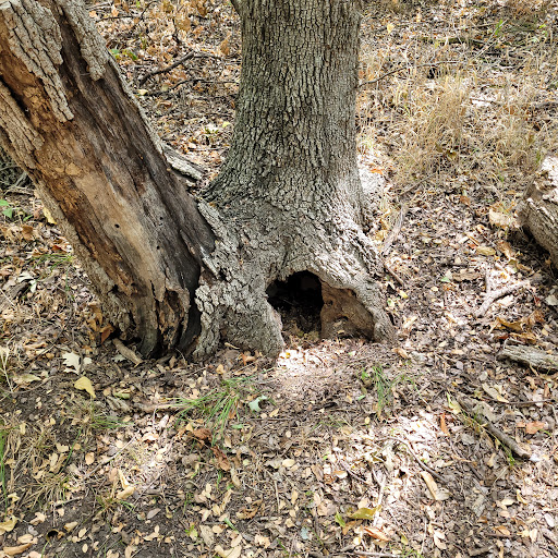 Nature Preserve «LLELA Nature Preserve», reviews and photos, 201 E Jones St, Lewisville, TX 75057, USA