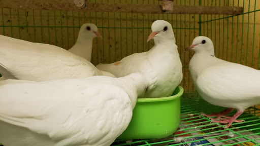 Pet Store «La Selva Pet Shop», reviews and photos, 3721 Tweedy Blvd, South Gate, CA 90280, USA