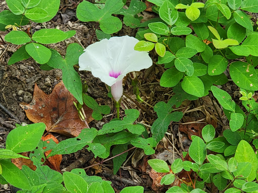 National Park «Kings Mountain National Military Park», reviews and photos, 2625 Park Rd, Blacksburg, SC 29702, USA