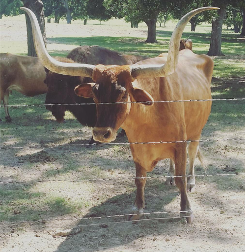 Ranch «Rio Cibolo Ranch», reviews and photos, 1101 Ulrich Rd, Marion, TX 78124, USA